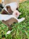 Old English Bulldog Puppies for sale in Baytown, TX, USA. price: $1,500
