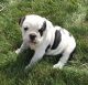 Old English Bulldog Puppies for sale in Fredericktown, OH 43019, USA. price: NA