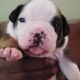 Old English Bulldog Puppies for sale in Wentzville, MO, USA. price: NA