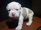 Old English Bulldog Puppies for sale in El Paso, TX 79912, USA. price: NA