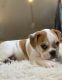 Old English Bulldog Puppies for sale in Bridgeport, CT, USA. price: NA
