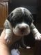 Old English Bulldog Puppies for sale in Conyers, GA, USA. price: $1,900