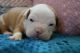 Old English Bulldog Puppies for sale in Bremen, GA, USA. price: $1,500