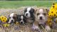 Old English Bulldog Puppies for sale in 373 N Smokey Cove Rd, Singer, LA 70660, USA. price: NA