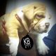 Old English Bulldog Puppies for sale in Bay Shore, NY, USA. price: $1,800