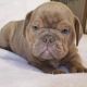 Old English Bulldog Puppies for sale in Groton, NY 13073, USA. price: $2,000