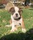 Old English Bulldog Puppies for sale in Ponca City, OK, USA. price: $850