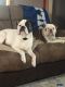 Old English Bulldog Puppies for sale in Frewsburg, NY 14738, USA. price: $1,200