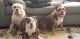 Old English Bulldog Puppies for sale in Burleson, TX, USA. price: NA