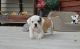 Old English Bulldog Puppies for sale in 114-34 121st St, Jamaica, NY 11420, USA. price: $800