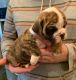 Old English Bulldog Puppies for sale in Oneida, IL 61467, USA. price: $1,350