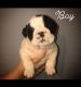 Old English Bulldog Puppies for sale in Orlando, FL, USA. price: $3,000