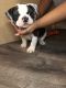 Old English Bulldog Puppies for sale in Houston, TX, USA. price: NA
