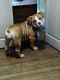 Old English Bulldog Puppies for sale in Confluence, PA 15424, USA. price: $900