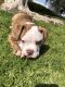 Old English Bulldog Puppies for sale in Corona, CA 92879, USA. price: $1,500