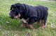 Old English Bulldog Puppies for sale in Geneseo, IL 61254, USA. price: $3,000