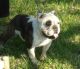 Old English Bulldog Puppies for sale in Rosenberg, TX, USA. price: NA