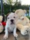 Old English Bulldog Puppies for sale in Arlington, VA, USA. price: NA