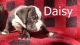 Old English Bulldog Puppies for sale in Breaux Bridge, LA 70517, USA. price: $1,500