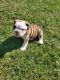 Old English Bulldog Puppies for sale in Clayton, IN 46118, USA. price: NA