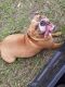 Old English Bulldog Puppies for sale in Bowling Green, FL 33834, USA. price: NA