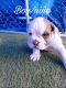 Old English Bulldog Puppies for sale in Franktown, CO 80116, USA. price: $2,000