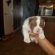 Old English Bulldog Puppies for sale in Tucson, AZ 85714, USA. price: NA