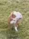 Old English Bulldog Puppies for sale in 1622 Proctor Rd, Raleigh, NC 27610, USA. price: $2,000
