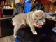 Old English Bulldog Puppies for sale in Wayne County, MI, USA. price: $3,000