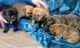 Old English Bulldog Puppies for sale in Keene, TX 76059, USA. price: $2,000