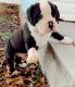 Old English Bulldog Puppies for sale in Athens, AL, USA. price: NA