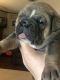 Old English Bulldog Puppies for sale in Temple, TX, USA. price: NA
