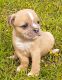 Old English Bulldog Puppies for sale in Dothan, AL, USA. price: NA