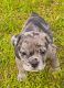 Old English Bulldog Puppies for sale in Dothan, AL, USA. price: NA