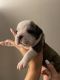 Old English Bulldog Puppies for sale in Anaheim, CA, USA. price: NA