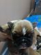 Old English Bulldog Puppies for sale in Hanover Park, IL, USA. price: $3,000