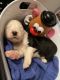 Old English Sheepdog Puppies for sale in Tallahassee, FL, USA. price: NA