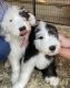 Old English Sheepdog Puppies for sale in Lynwood, CA 90262, USA. price: NA