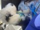 Old English Sheepdog Puppies for sale in Bristol, CT 06010, USA. price: $2,100