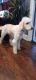Old English Sheepdog Puppies for sale in Lumberton, NC, USA. price: $1,500