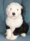 Old English Sheepdog Puppies for sale in Bakersfield, CA, USA. price: NA