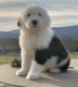 Old English Sheepdog Puppies for sale in 191 Foothill Ave, Hollis, NY 11423, USA. price: NA