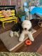 Old English Sheepdog Puppies for sale in Temecula, CA, USA. price: NA