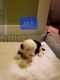 Old English Sheepdog Puppies for sale in Indianapolis, IN, USA. price: $1,500