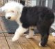 Old English Sheepdog Puppies for sale in Farmingdale, NY 11735, USA. price: NA