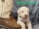 Old English Sheepdog Puppies for sale in Dieterich, IL 62424, USA. price: NA