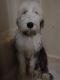 Old English Sheepdog Puppies for sale in Battle Creek, MI, USA. price: $900