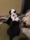 Old English Sheepdog Puppies for sale in Lowell, MA 01852, USA. price: NA