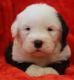Old English Sheepdog Puppies for sale in Portland, OR, USA. price: $1,200