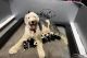Old English Sheepdog Puppies for sale in Tallahassee, FL, USA. price: NA